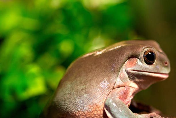 詳細なショットのグリーンツリーフロッグ自然のシッティングエリア - green treefrog frog common frog tree frog ストックフォトと画像