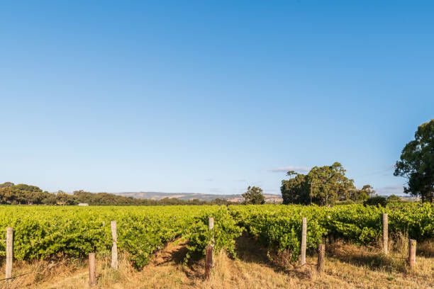 istock Vineyards in McLaren Vale at sunset 1775371513