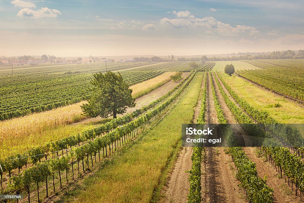 Weinberge Landschaft mit Vogel Schutz netto - Lizenzfrei Burgenland Stock-Foto