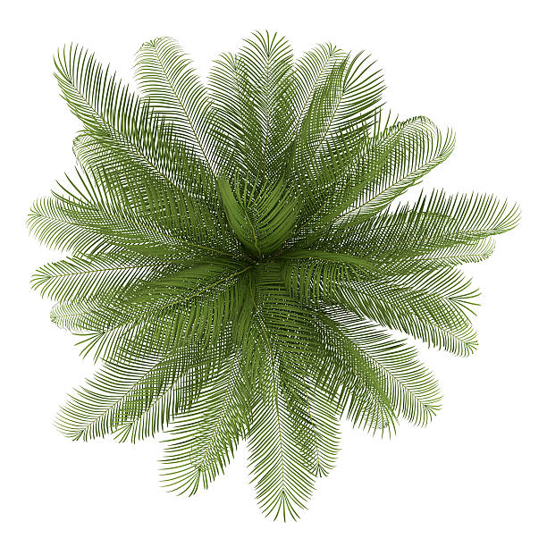 istock top view of oil palm tree isolated on white background 177537169