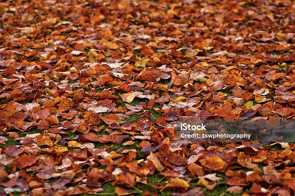 秋の落ち葉 - びしょ濡れのロイヤリティフリーストックフォト