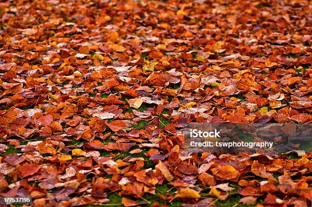 秋の落ち葉 - びしょ濡れのストックフォトや画像を多数ご用意 - びしょ濡れ, カラー画像, 公園