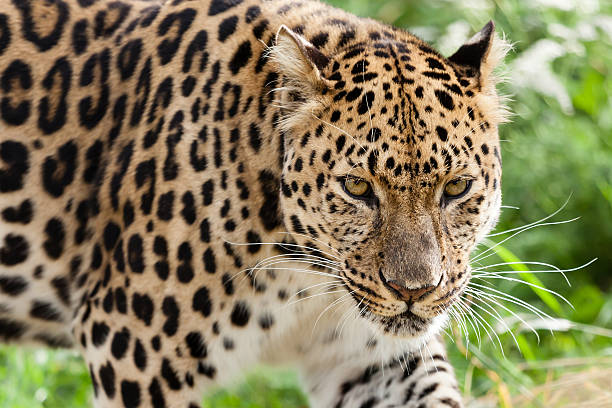 istock Head Shot of Amur Leopard Stalking Forwards 177537314