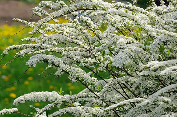 A beautiful sunlit spiraea (meadowsweet) shrub with white flowers in spring