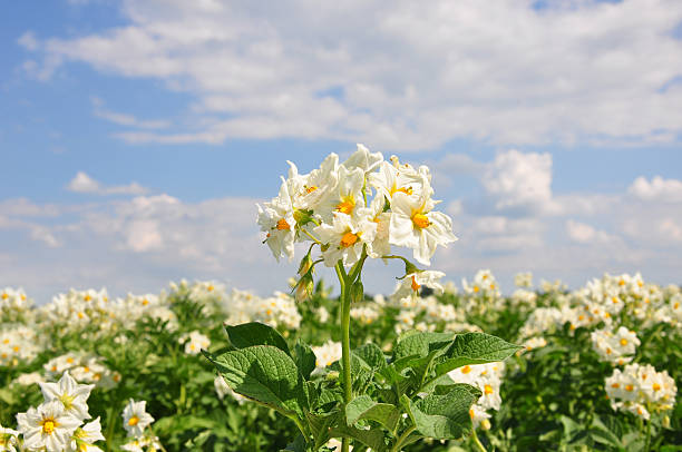 campo de batata - raw potato field agriculture flower imagens e fotografias de stock