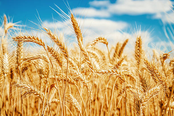 campo de trigo dorado y azul cielo - clear sky outdoors horizontal close up fotografías e imágenes de stock