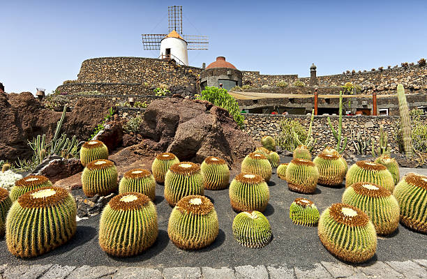 vue sur le jardin de cactus dans guatiza, lanzarote, iles canaries - lanzarote canary islands volcano green photos et images de collection