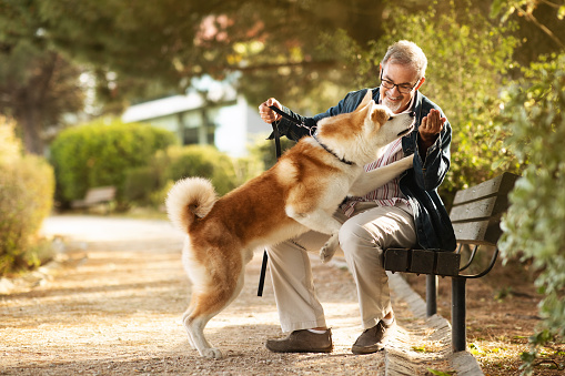 Cheerful caucasian senior man with beard in glasses gives food to dog, snack for pet, training in park, sit on bench outdoor. Active lifestyle, walk with animal, fun together in city