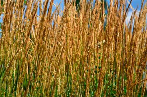 Reeds and blue sky