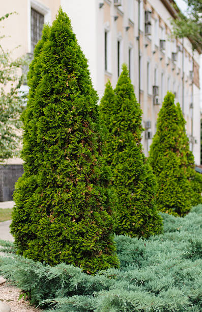 istock Fir trees on the street 177538083