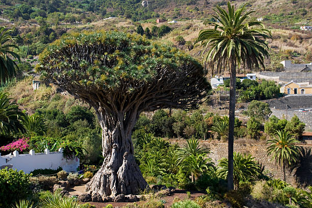istock Dragon Tree of Icod de los Vinos 177538091