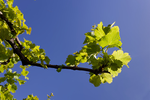 New, light green vine leaves against the sun and blue skies, in Worcester, South Africa.