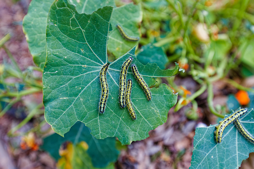 A photo of worms eating the leaves of a capparis spinosa plant in a garden in Worcester, South Africa.