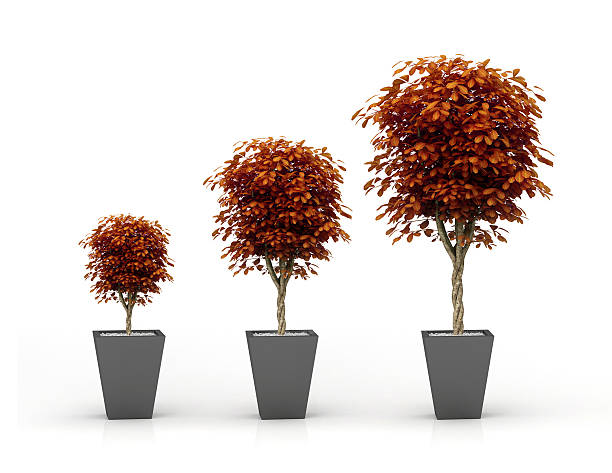 Creciente planta, Aislado en blanco - foto de stock