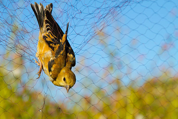 istock Gold Finch 177538678