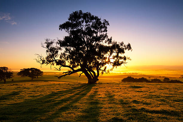 메도 dawn - outback australia australian culture land 뉴스 사진 이미지