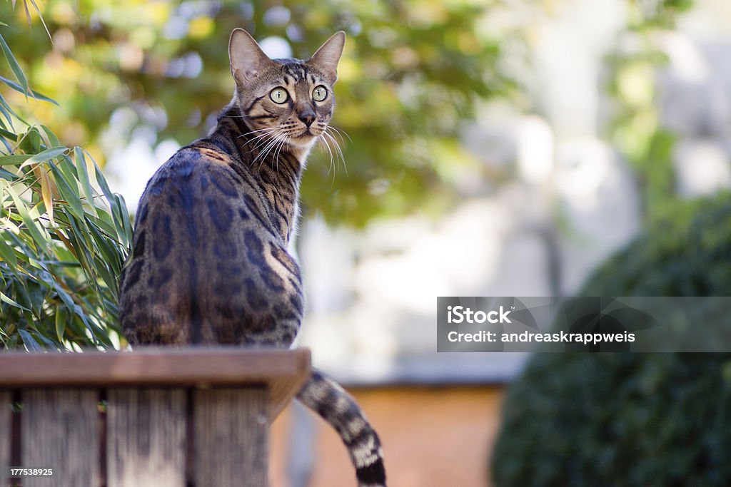 벵골고양이 가든 - 로열티 프리 동물 스톡 사진