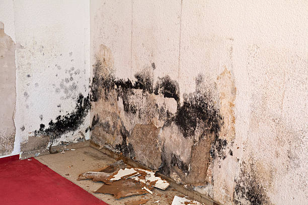 Water Damage Moldy Mildew Schimmel Stock Photo - Download Image Now -  Fungal Mold, Toxic Mold, Damaged - iStock