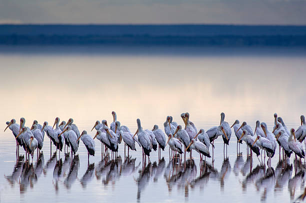 Yellow-billed Storks (Mycteria ibis) "Yellow-billed Storks (Mycteria ibis) in Lake Manyara National Park, Tanzania" arusha region stock pictures, royalty-free photos & images