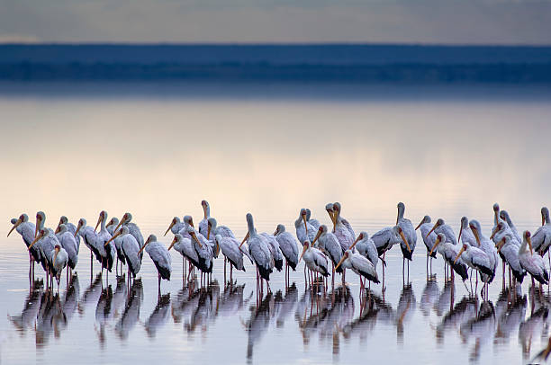 - de-bico-amarelo cegonhas (mycteria ibis) - lake manyara national park - fotografias e filmes do acervo