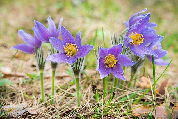 Pasque flower in a forest Pasque flower is also called the May Day flower. It grows wild and its blooming is one of the first signs of spring anemone ludoviciana stock pictures, royalty-free photos & images