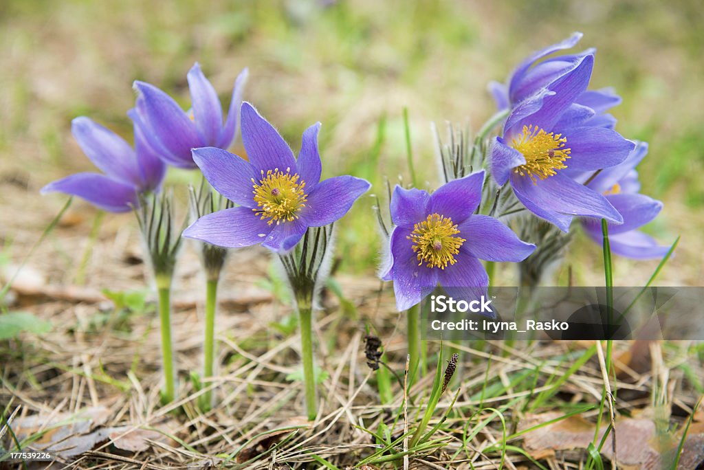 Pasque flor em uma floresta - Royalty-free Dakota do Sul Foto de stock