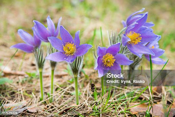 Pasque Flor Em Uma Floresta - Fotografias de stock e mais imagens de Dakota do Sul - Dakota do Sul, Pulsatilla, Granadilha