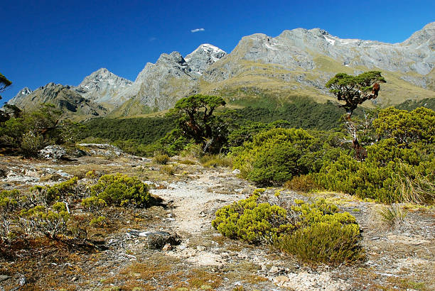 спортивные пейзажи рутберн - routeburn falls new zealand mountain beauty in nature стоковые фото и изображения