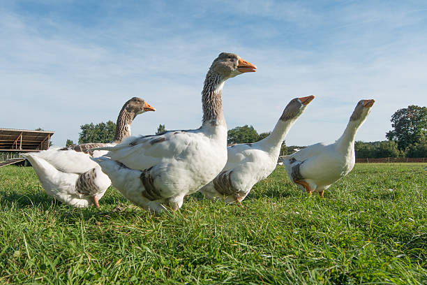 istock Geese on the Farm 177539534