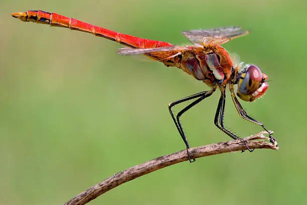 Photo of Sympetrum Fonscolombii