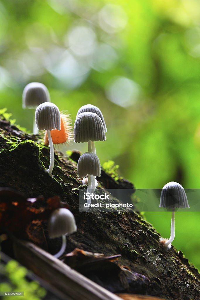 Weiße Pilze - Lizenzfrei Baum Stock-Foto