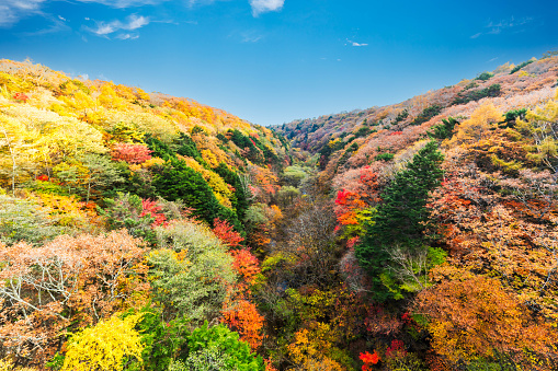 Photographing the autumn leaves around Kiyosato