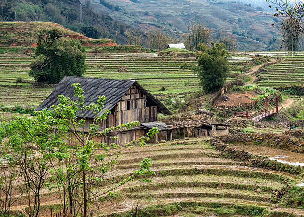 istock Rural late winter scenery with barn among terraced rice fields. 177540102