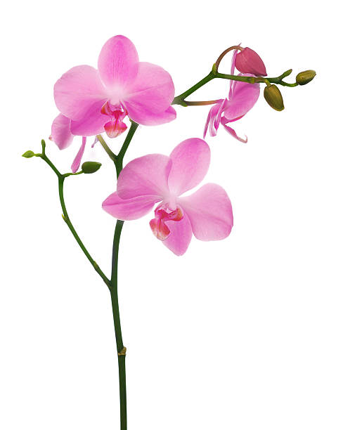 istock branch with four pink orchid flowers on white 177540299