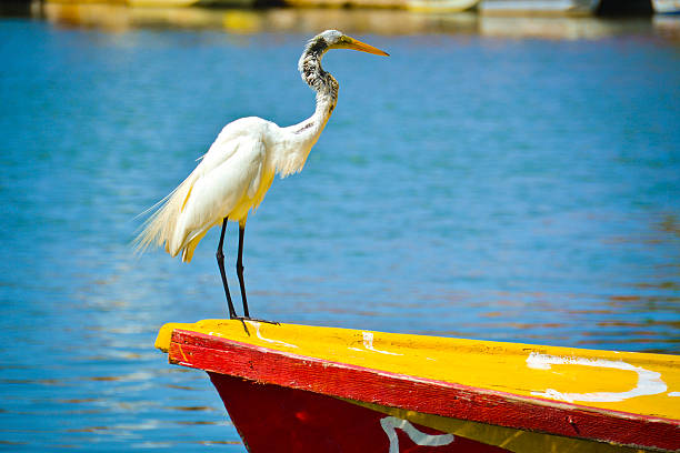 istock White Bird (Egret) on Bow of Boat 177540408