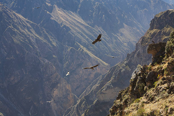 istock Group of condors Colca Canyon 177540412
