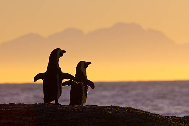 par de pinguins africanos ao pôr-do-sol - cape town jackass penguin africa animal - fotografias e filmes do acervo