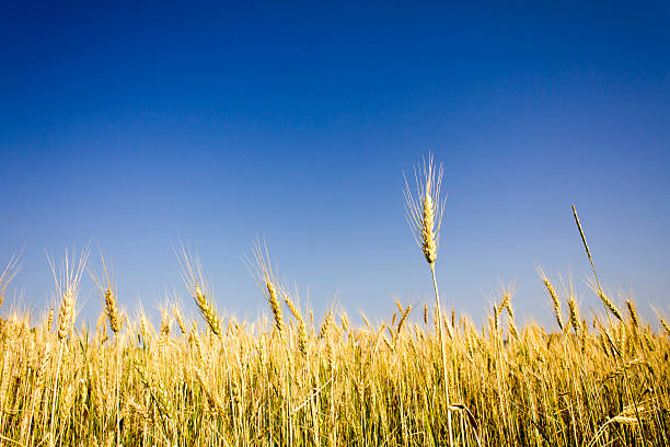 wheat field stock photo