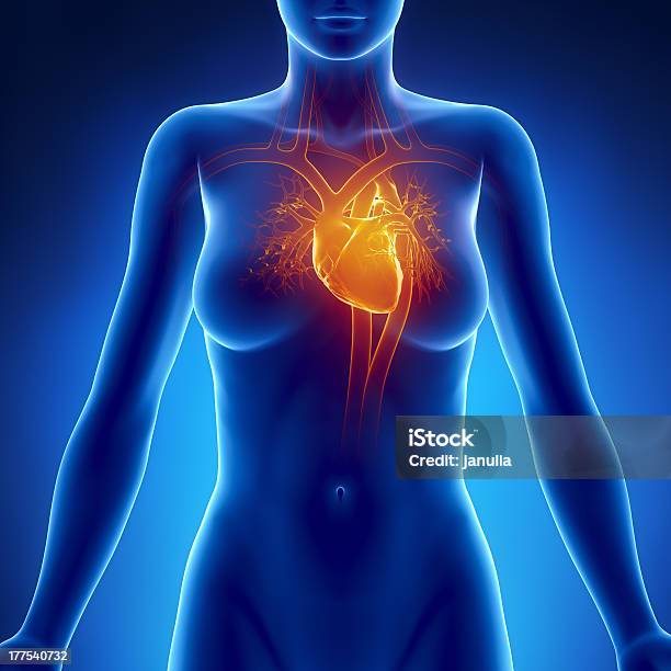 Mujer Brillante Corazón Anatomía Foto de stock y más banco de imágenes de Fémina - Fémina, Corazón humano, Mujeres