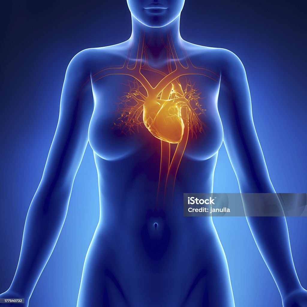 여자 글로잉 심장 해부 구조 - 로열티 프리 여성 스톡 사진