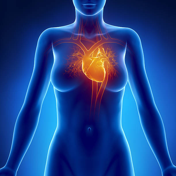 istock Woman glowing heart anatomy 177540732