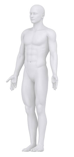 istock White anatomical male figure 177540739