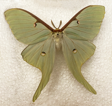 mounted Luna moth, Actias luna