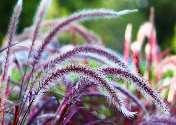 Colorful foxtail grass stock photo