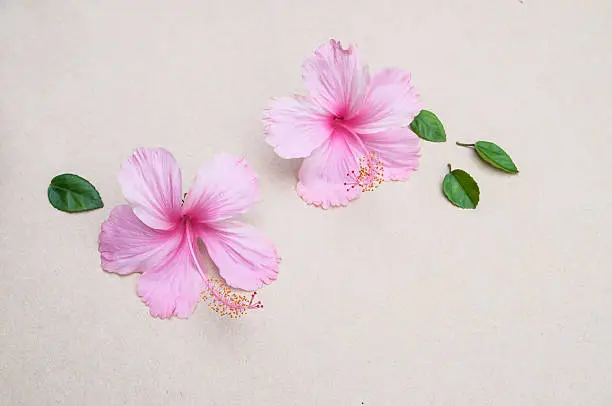 PinkHibiscus flowers on space