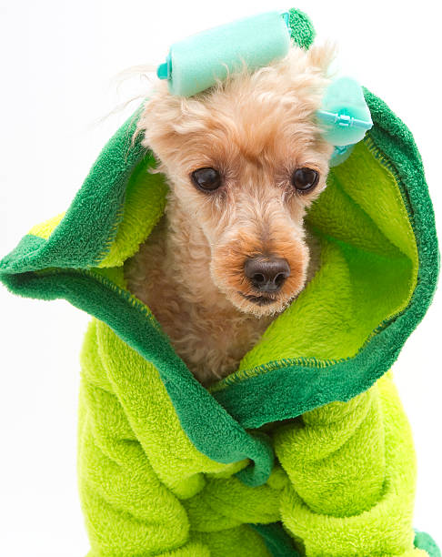 istock Dog In Green Robe and Curlers 177541388