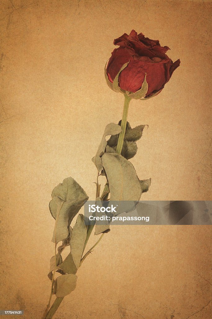 rose rouge sur vieux Papier kraft - Photo de Amour libre de droits