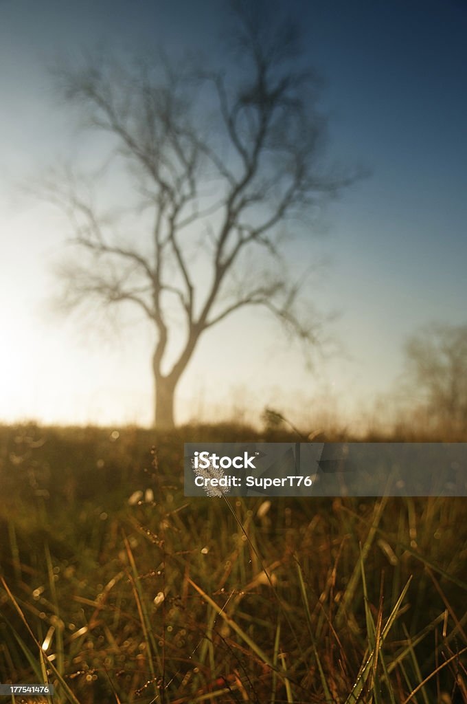 Golden amanecer - Foto de stock de Aire libre libre de derechos