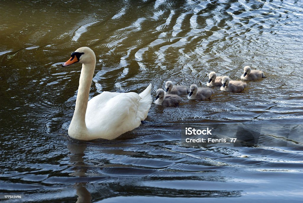 Menant à maturité - Photo de Animaux à l'état sauvage libre de droits