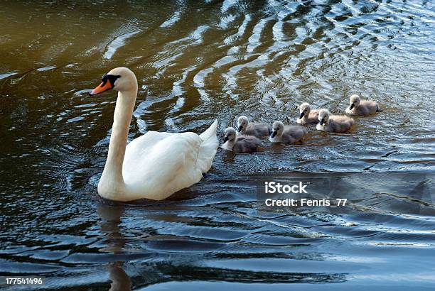 Photo libre de droit de Menant À Maturité banque d'images et plus d'images libres de droit de Animaux à l'état sauvage - Animaux à l'état sauvage, Cygne, Faune